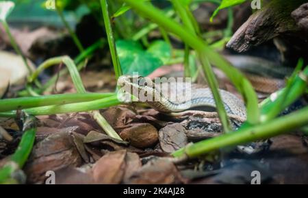 Chironius exoletus snake, aka Linnaeus Sipo or vine snake, on the ground. close up Stock Photo