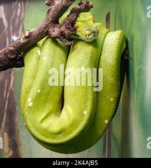 green tree python, or Morelia viridis, hanging from a branch, in captivity Stock Photo