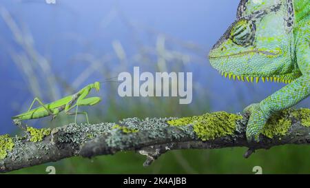 Close-up, Mature green Veiled chameleon (Chamaeleo calyptratus) looking curiously at praying mantis. Cone-head chameleon or Yemen chameleon and Stock Photo