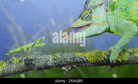 Close-up of mature Veiled chameleon (Chamaeleo calyptratus) hunts by shooting tongue at praying mantis. Cone-head chameleon or Yemen chameleon and Stock Photo