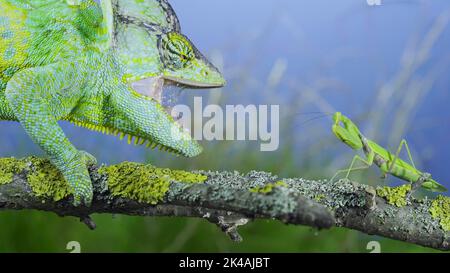 Close-up of mature Veiled chameleon (Chamaeleo calyptratus) stands with open mouth in front of a praying mantis. Cone-head chameleon or Yemen Stock Photo