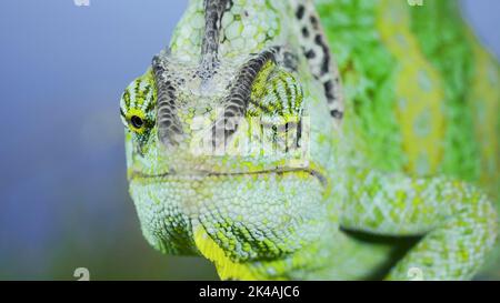 Close-up frontal portrait of adult green Veiled chameleon (Chamaeleo calyptratus) sits on tree branch and looks at on camera lens, on green grass and