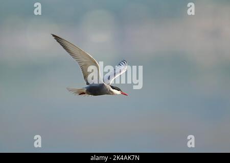 Whiskered tern (Chlidonias hybrida) flying in the sky, hunting, ebro delta, Catalonia, Spain Stock Photo