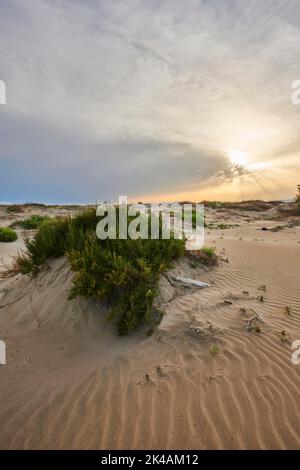 Beach 'Platja del Fangar', Vegetation, nature reserve, ebro delta, Catalonia, Spain Stock Photo