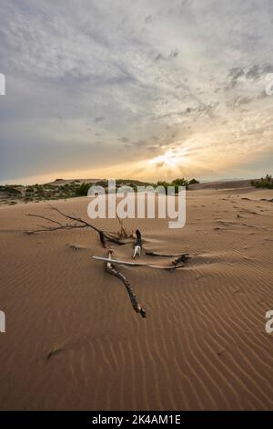 Beach 'Platja del Fangar', Vegetation, nature reserve, ebro delta, Catalonia, Spain Stock Photo