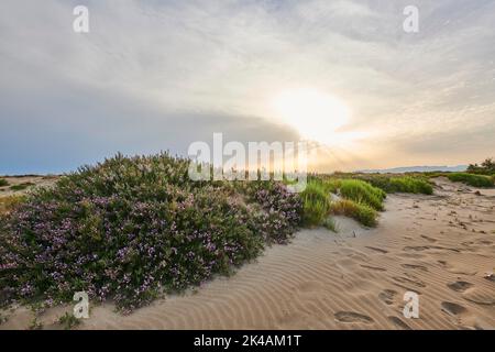 Beach 'Platja del Fangar', Vegetation, nature reserve, ebro delta, Catalonia, Spain Stock Photo