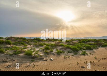 Beach 'Platja del Fangar', Vegetation, nature reserve, ebro delta, Catalonia, Spain Stock Photo