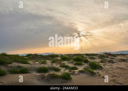 Beach 'Platja del Fangar', Vegetation, nature reserve, ebro delta, Catalonia, Spain Stock Photo