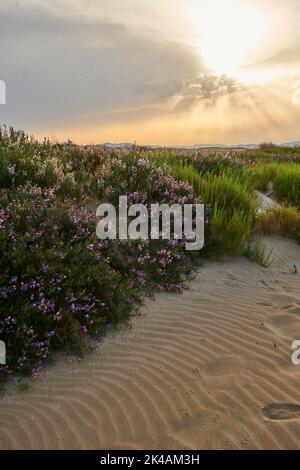 Beach 'Platja del Fangar', Vegetation, nature reserve, ebro delta, Catalonia, Spain Stock Photo