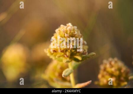 Felty germander (Teucrium polium) blooming at Mount 'La Talaia del Montmell' at evening, Catalonia, Spain Stock Photo