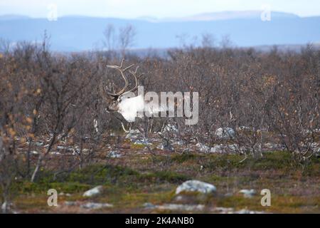 Reindeer (Rangifer tarandus) strong bull among shrub birch (Betula humilis) in autumn, Varangerhalvoya, Northern Norway, Scandinavia Stock Photo