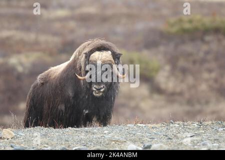 Musk ox (Ovibos moschatus) secured in the tundra, Dovrefjell-Sunndalsfjella National Park, Central Norway, Scandinavia Stock Photo