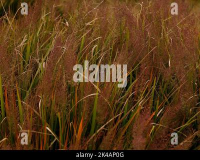 Close up of the elegant upright growing and arching ornamental perennial grass Calamagrostis brachytricha with purple tinged flower plumes in autumn. Stock Photo