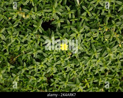 Close up of the evergreen perennial and spreading rock garden plant Helianthemum Wisley and alpine for the rock garden. Stock Photo