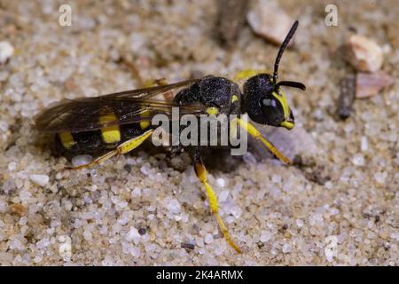 Bee hunting knot wasp sitting on sand seen right Stock Photo
