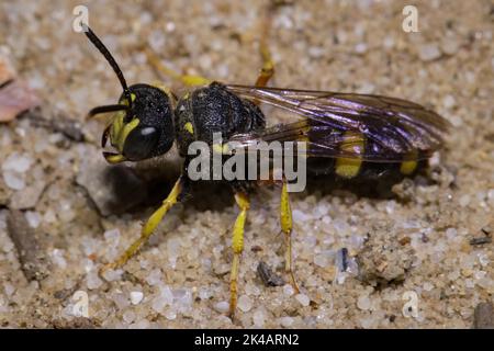 Bee hunting knot wasp sitting on sand left looking Stock Photo