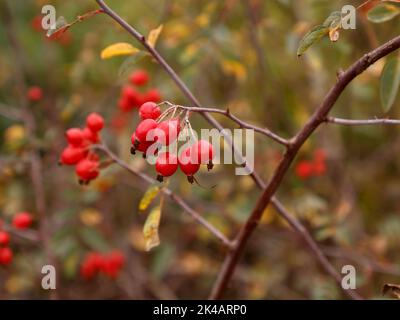 Close up of the vigorous shrub garden rose Rosa Glauca red rose hips seen in the UK. Stock Photo
