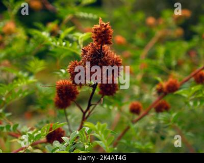 Close up of the brown withered seedheads of the herbaceous perennial garden plant Glycyrrhiza yunnanensis. Stock Photo