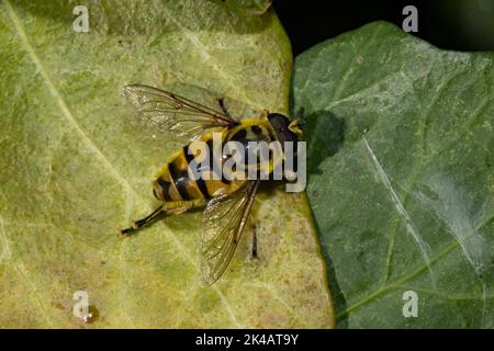 Death's head hoverfly sitting on green leaf seen from top right Stock Photo