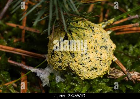 Yellow tan, witch's butter yellow foamy spherical fruiting bodies on pine needles Stock Photo