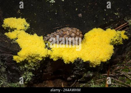 Yellow tan, witch's butter yellow foamy fruiting body with pine cones on tree trunk Stock Photo