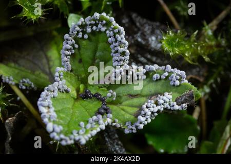 Slime mould Physarum leucopus many lime-pollinated fruiting bodies on green leaves Stock Photo