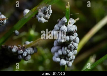 Slime mould Physarum leucopus many lime-pollinated fruiting bodies on green grass blade Stock Photo