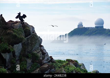 Cormorant spreads its wings on rocks to dry, fog over a bay and radar station, Hornoya, Vardoe. Finnmark, Norway Stock Photo