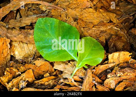 Dried cultivated tobacco (Nicotiana tabacum) of the Samsoun variety with fresh tobacco leaves Stock Photo