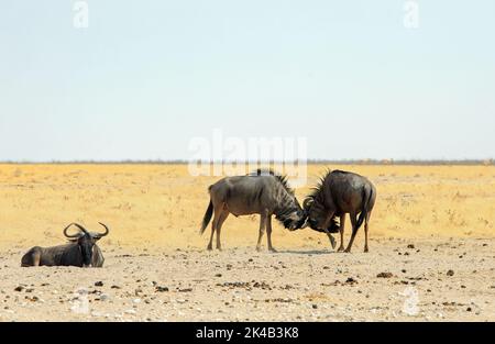 Tussling Blue Wildebeest on the edge of the Etosha Pan in Namibia, Southern Africa Stock Photo