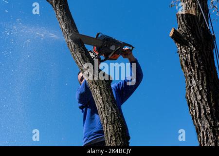 A man cuts a tree with a chainsaw from a height on a sunny autumn day. Blue sky in the background. Close up, selective focus Stock Photo
