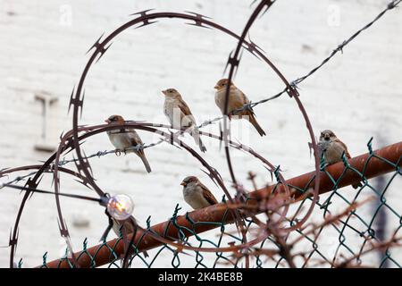 House sparrows (Passer domesticus) perched on a barbed wire fence, surrounded by razor wire. Stock Photo