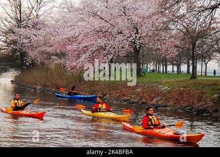 A group of friends enjoy a leisurely tour in kayaks of the spring cherry blossoms blooming along the river bank Stock Photo