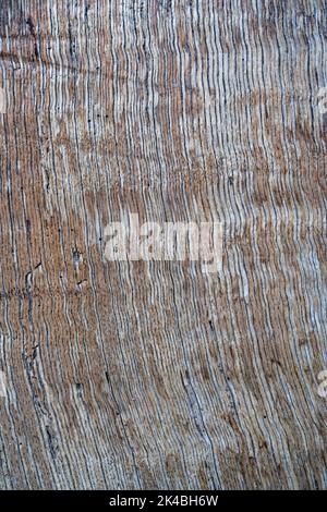 Wood plank textured background material Stock Photo