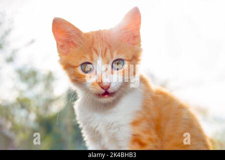 The red kitten ate sour cream and smeared his nose. Feeding pets. Stock Photo