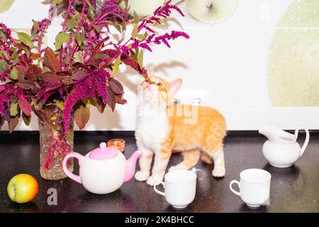 Ginger kitten smells flowers on the kitchen countertop with dishes. Cute domestic cats in the interior of the house. Stock Photo