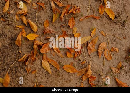 the end of warm September, fallen leaves on the sand. Stock Photo
