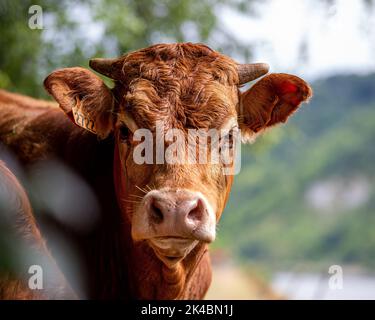 The Limousin brown cow, French breed of beef cattle Stock Photo - Alamy