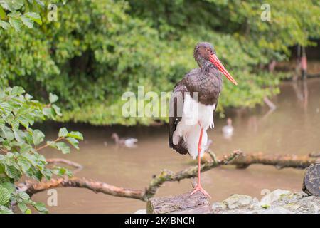 Black Stork scientific Ciconia nigra on the birch near lake. Migratory bird ready for flight to Africa. Bird on branch in rainy day. Stock Photo