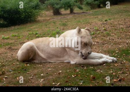 A white female lion lying on grassy ground Stock Photo