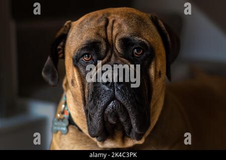 A CLOSE UP PORTRAIT OF A LARGE BULLMASTIFF WITH BEAUTIFUL BRIGHT EYES AND A BLURRY BACKGROUND Stock Photo