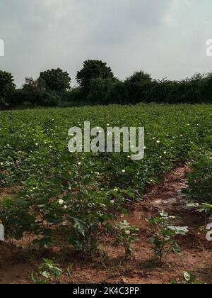 A Cotton crop Indian forming in the field, ahemdabad, gujrat, India, viramgam, zezara, Stock Photo
