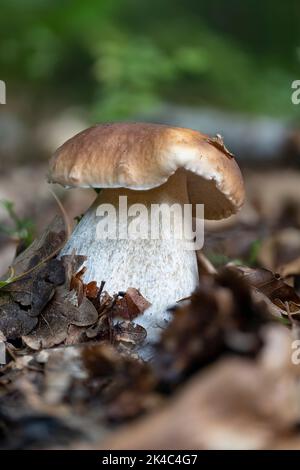 A fresh boletus edulis mushroom in autumn Stock Photo