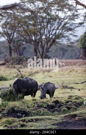 A white rhinoceros grazing with her calf in the grassland of Lewa Wildlife Conservancy, Kenya. Vertical shot Stock Photo