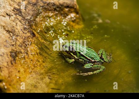 A closeup of an edible frog common European green water frog on a sunny day Stock Photo