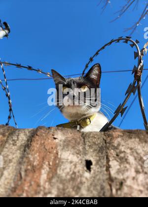 A vertical portrait of a domestic short-haired black and white cat Stock Photo