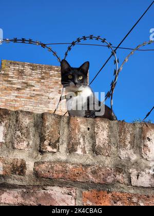A vertical portrait shot of a domestic short-haired black and white cat Stock Photo