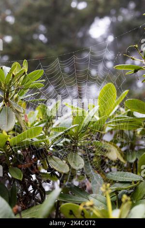 A spider web on a rhododendron bush. Stock Photo