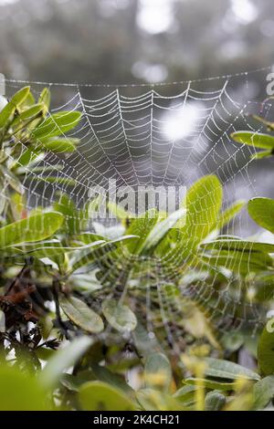 A spider web on a rhododendron bush. Stock Photo