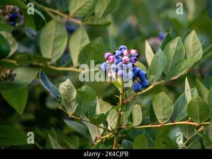 Sweet blueberries ripen on bushes in this large fruit orchard Stock Photo